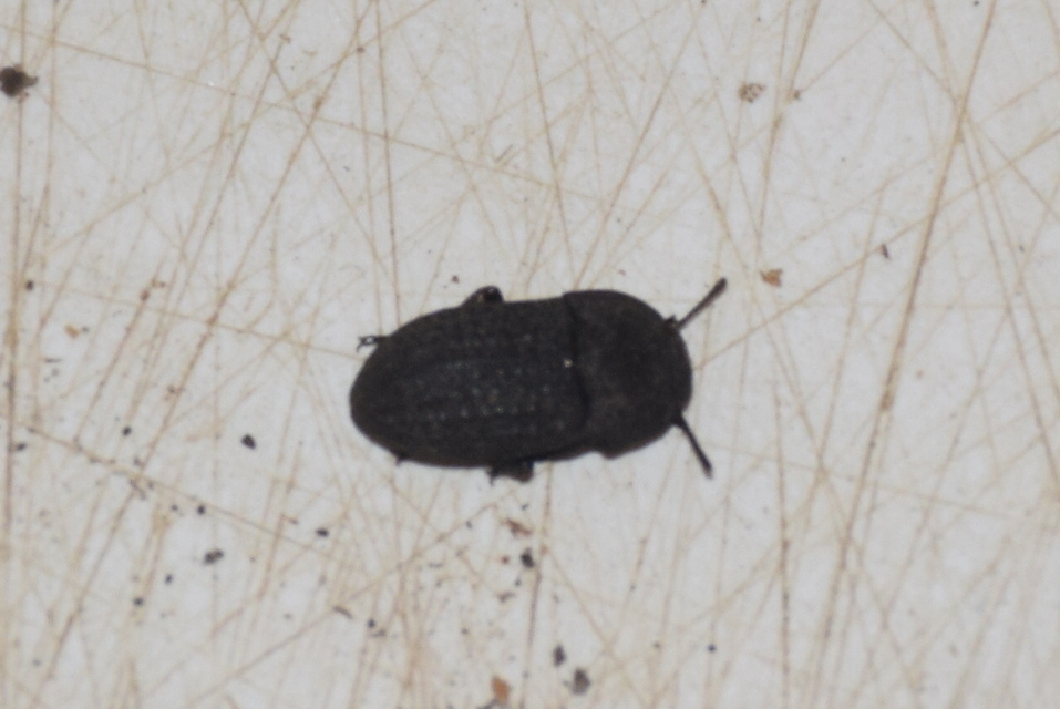Opatrum sabulosum - sároshátú gyászbogár