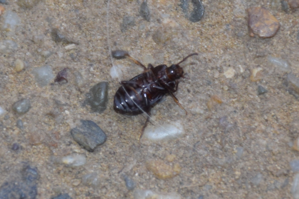 Nalassus dermestoides - rövidszárnyú gyászbogár