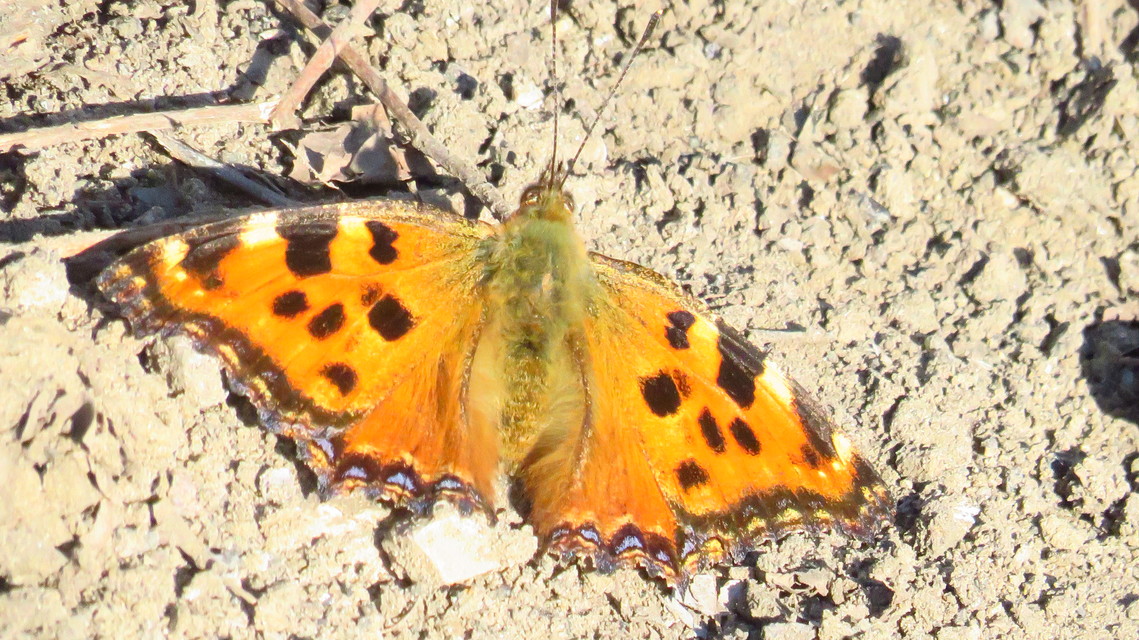 Nymphalis polychloros - nagy rókalepke