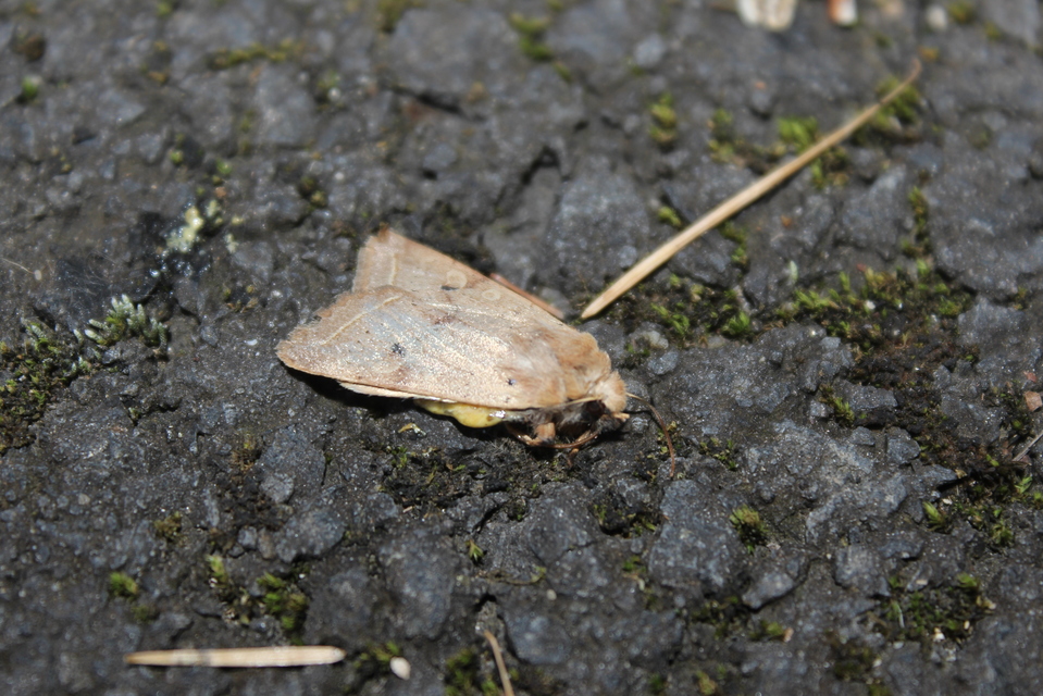 Leptologia macilenta - gyertyán-őszibagoly
