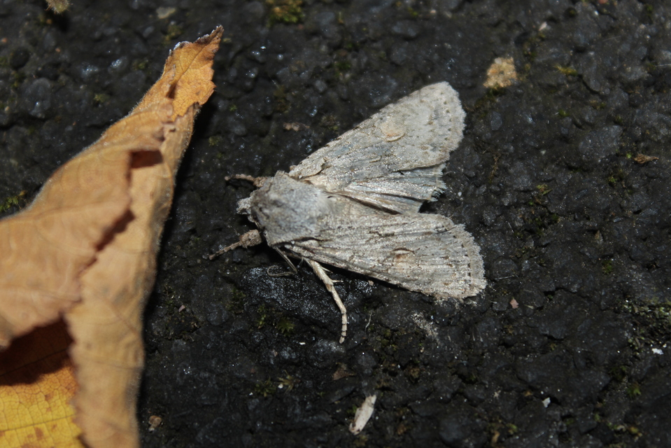 Lithophane ornitopus - közönséges fabagoly