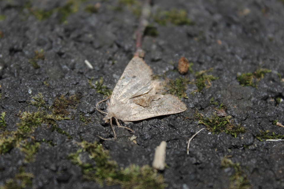 Propenistra laevis - könnyű őszibagoly