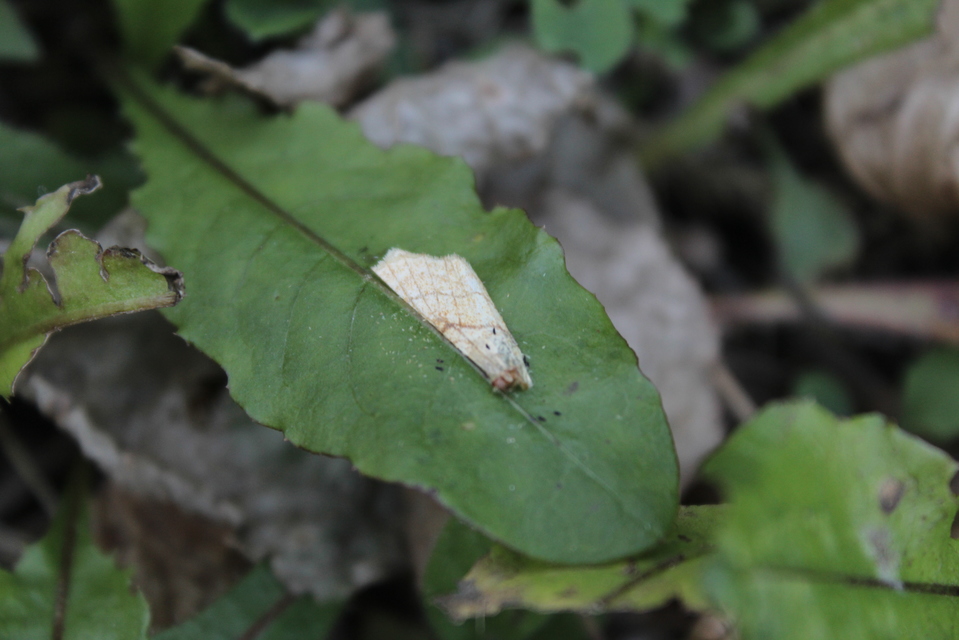 Tiliacea citrago - citromszínű sárgabagoly