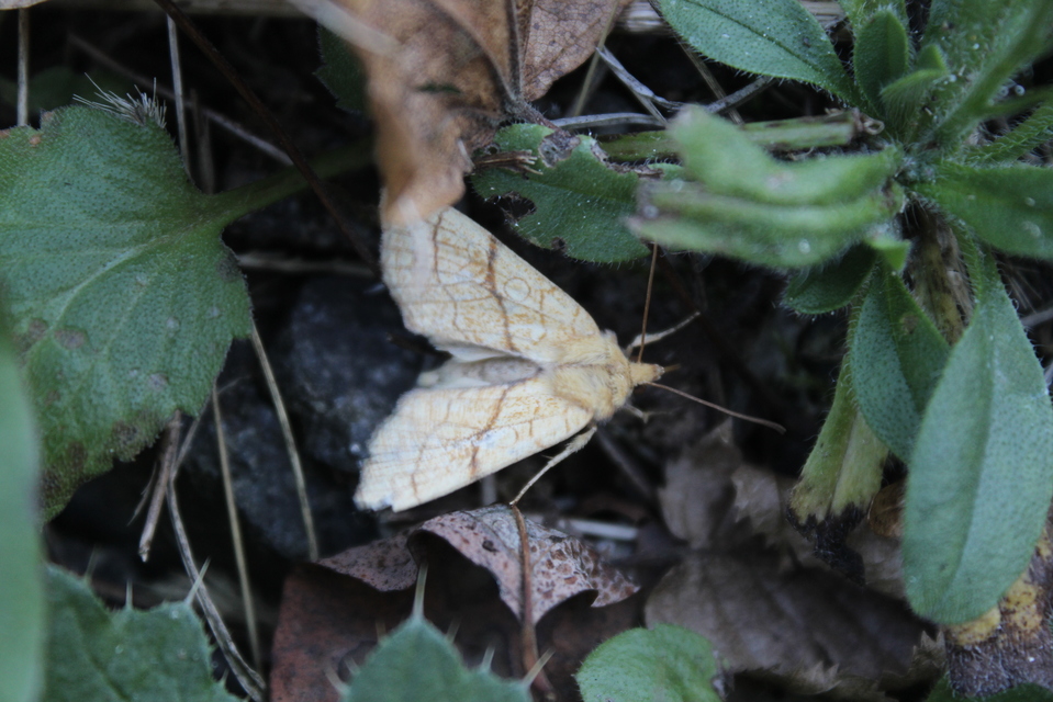 Tiliacea citrago - citromszínű sárgabagoly