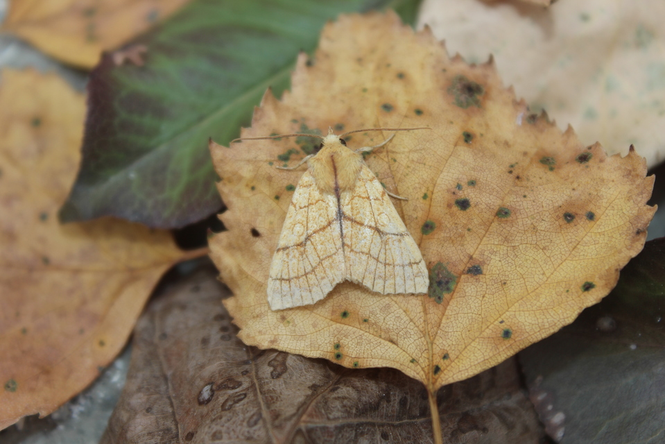 Tiliacea citrago - citromszínű sárgabagoly