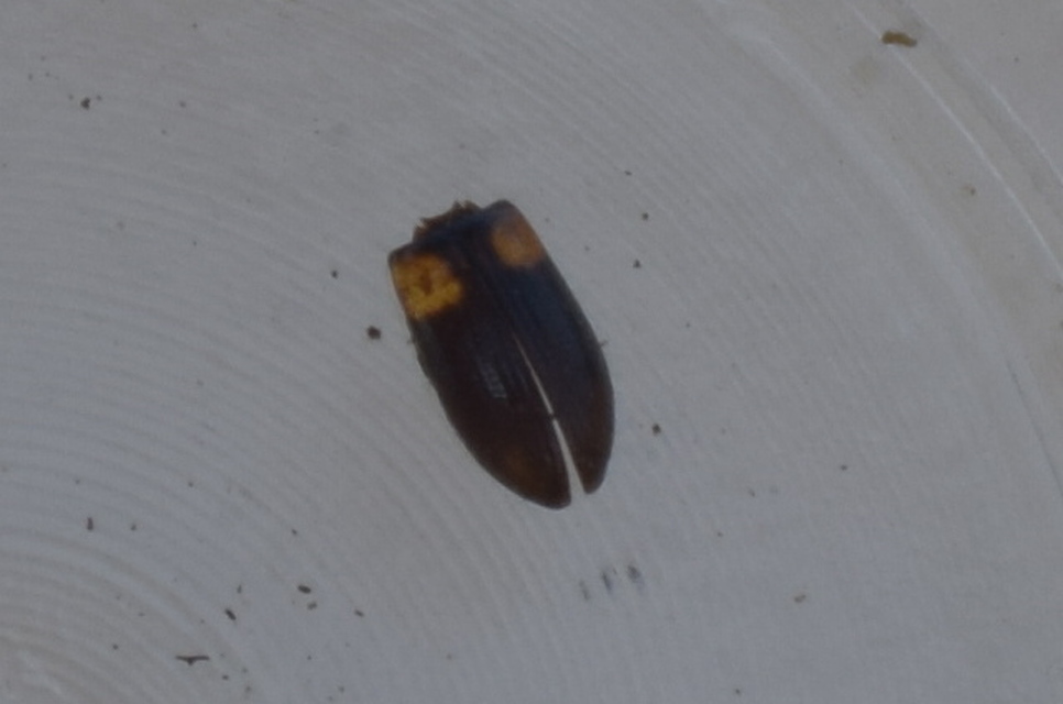 Mycetochara flavipes - sárgalábú taplász