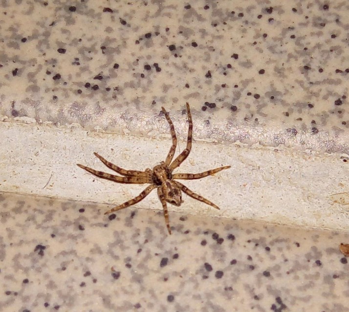 Philodromus