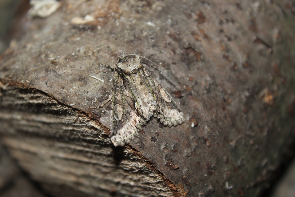 Allophyes oxyacanthae - galagonyabagoly