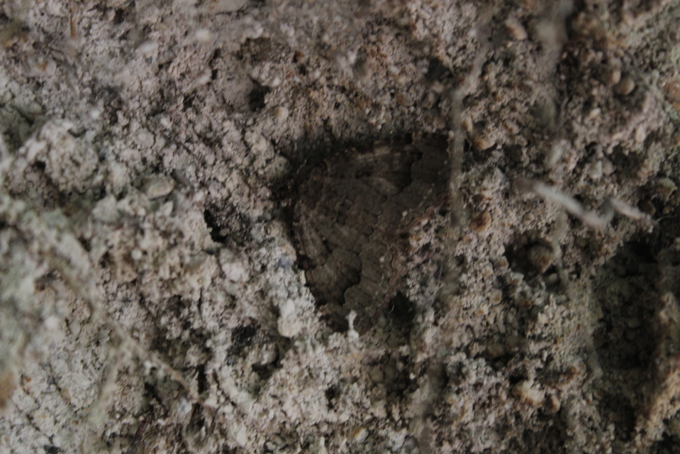 Triphosa dubitata - kutyabenge-araszoló