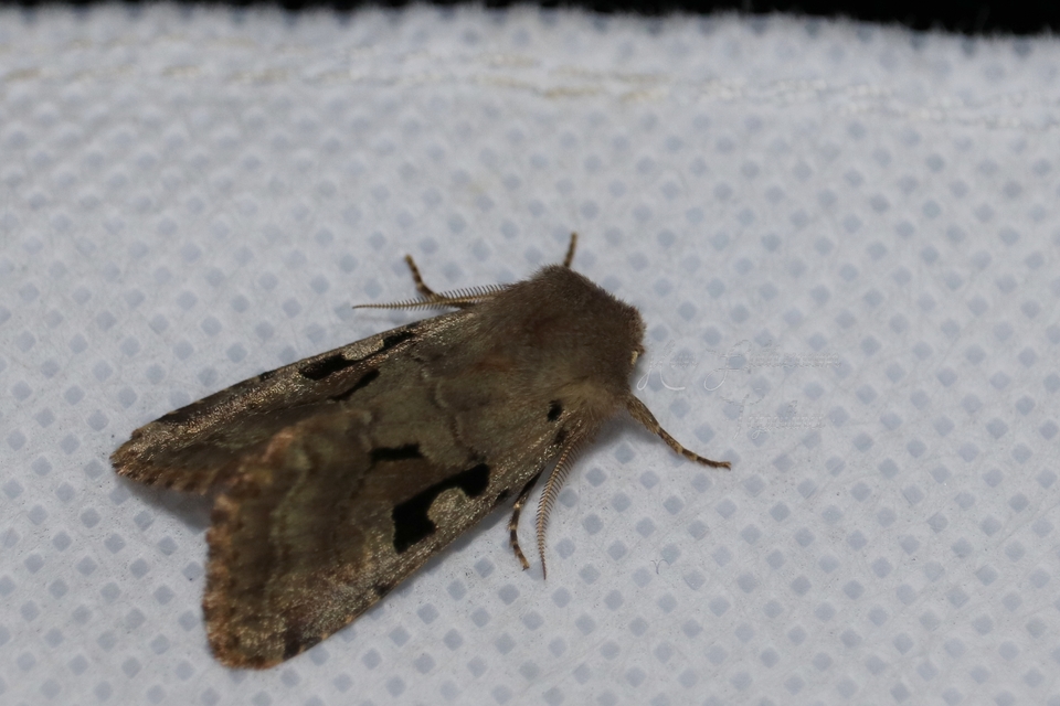 Orthosia gothica - feketefoltos barkabagoly