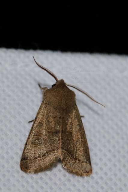 Orthosia cerasi - közepes barkabagoly