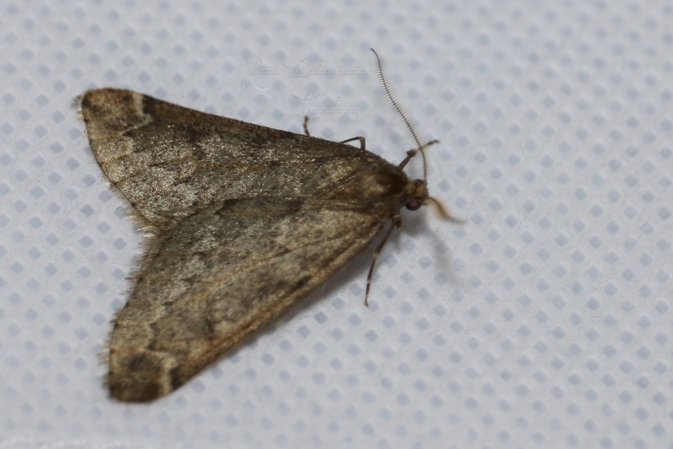 Alsophila aescularia - vadgesztenye-araszoló