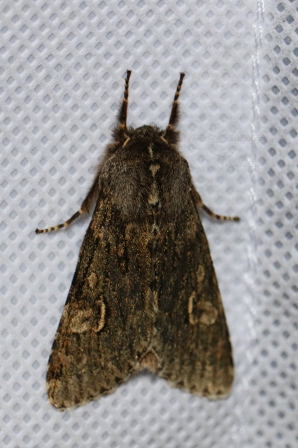 Brachionycha nubeculosa - zömök fésűsbagoly