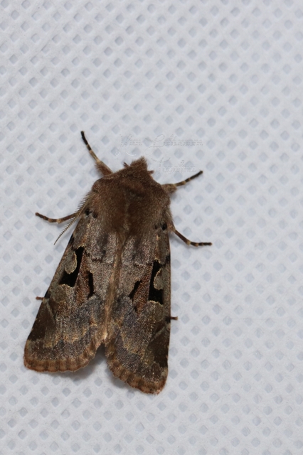 Orthosia gothica - feketefoltos barkabagoly