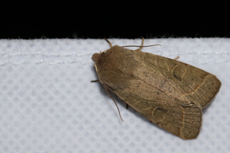Orthosia cerasi - közepes barkabagoly