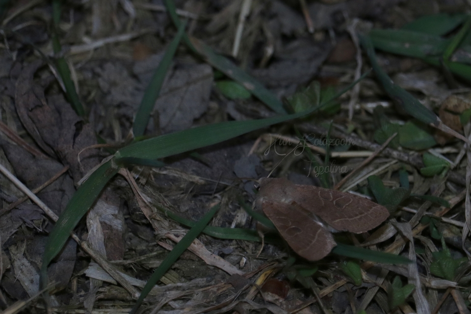 Orthosia cerasi - közepes barkabagoly