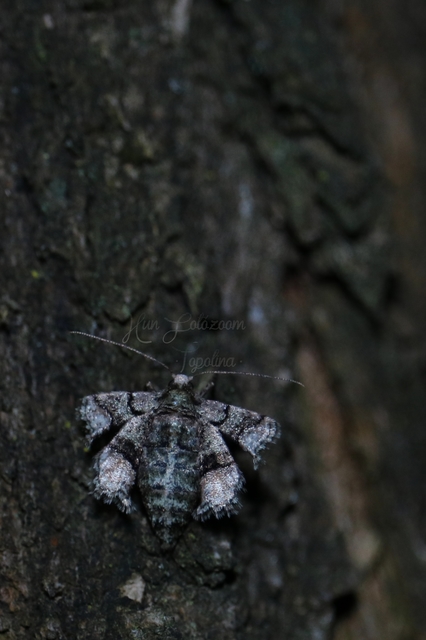 Agriopis marginaria - sárgás téliaraszoló