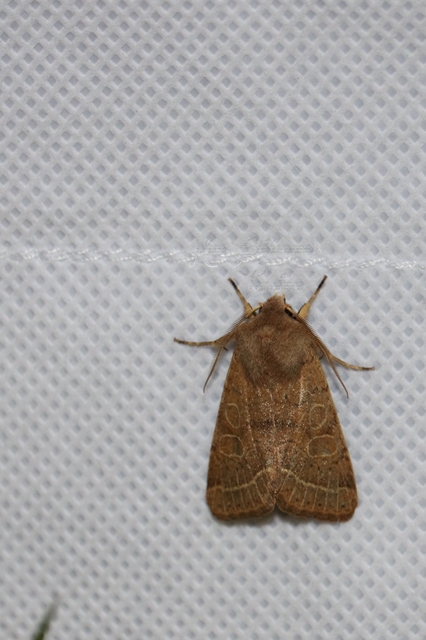 Orthosia cerasi - közepes barkabagoly