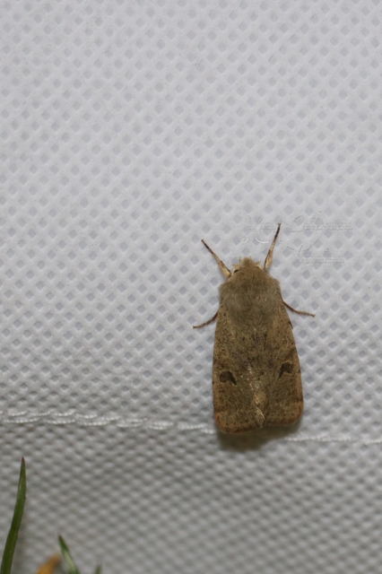 Orthosia cruda - kis barkabagoly
