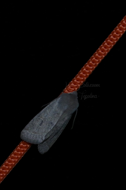 Orthosia cerasi - közepes barkabagoly