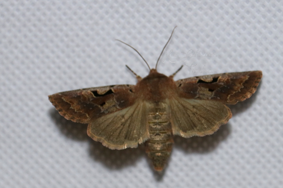 Orthosia gothica - feketefoltos barkabagoly