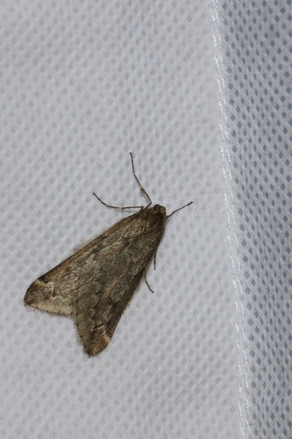 Alsophila aescularia - vadgesztenye-araszoló