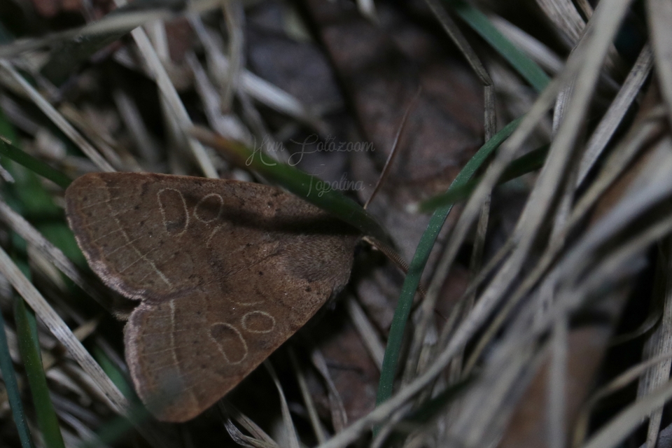Orthosia cerasi - közepes barkabagoly
