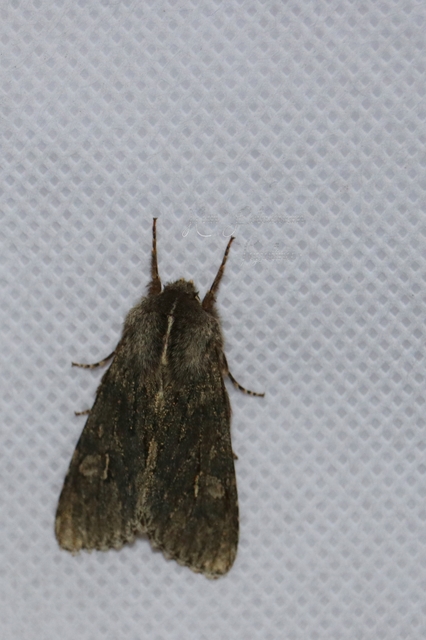 Brachionycha nubeculosa - zömök fésűsbagoly