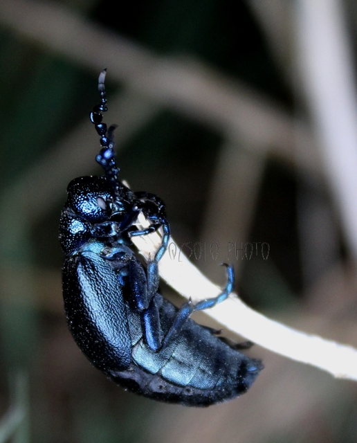 Meloe proscarabaeus - közönséges nünüke