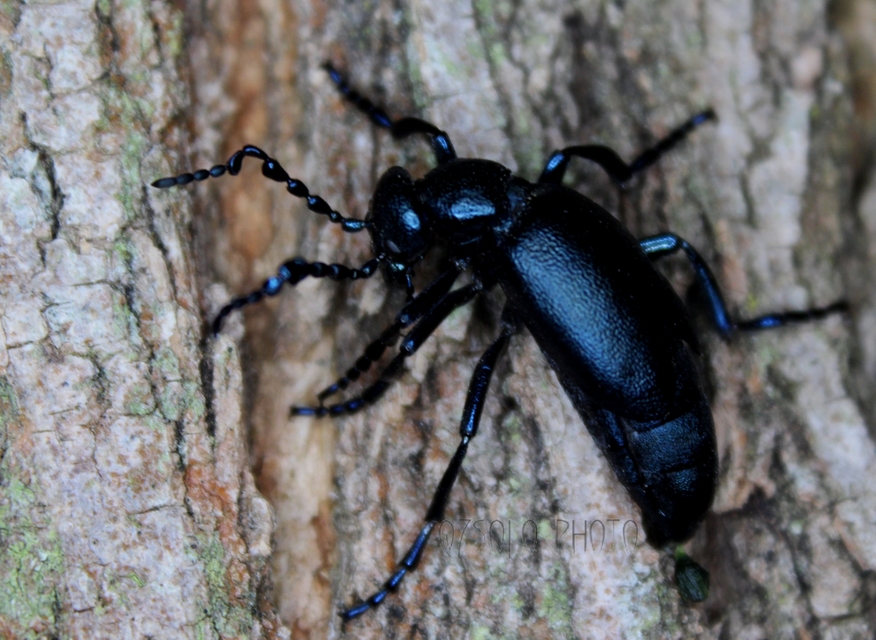 Meloe violaceus - kék nünüke