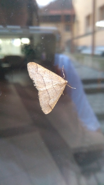 Agriopis marginaria - sárgás téliaraszoló