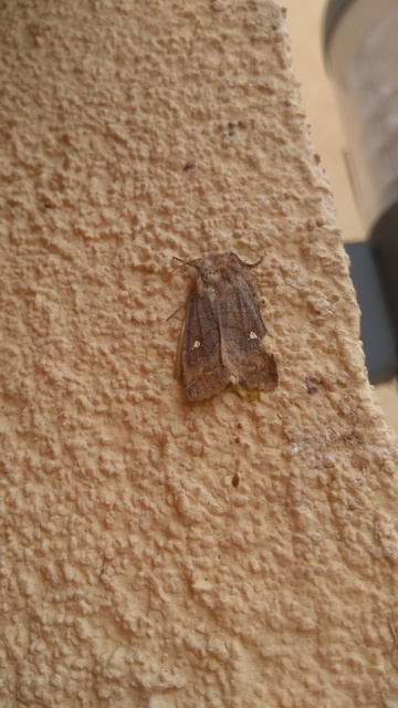 Eupsilia transversa - holdacskás télibagoly