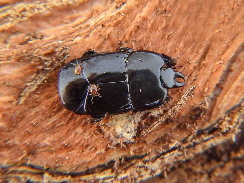 Hololepta plana - lemez-sutabogár
