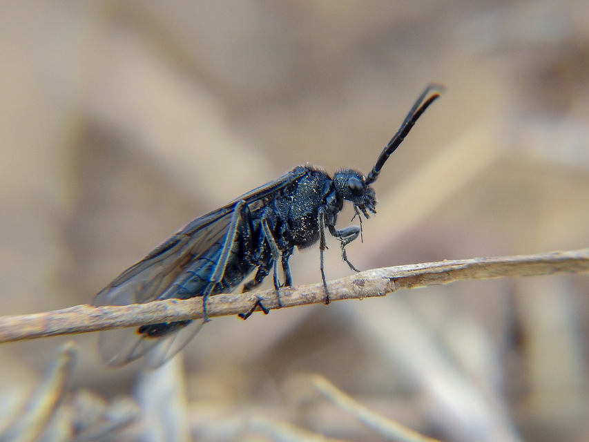 Tenthredinidae - valódi levéldarazsak