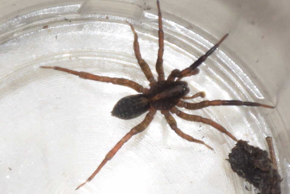Trochosa spinipalpis