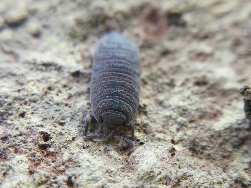 Porcellionides pruinosus - hamvas ászka Porcellionides pruinosus - hamvas ászka