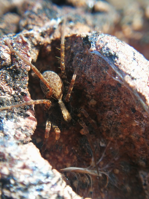 Pardosa