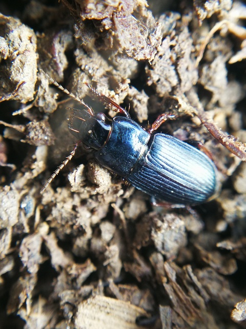Harpalus distinguendus - mezei lomhafutó