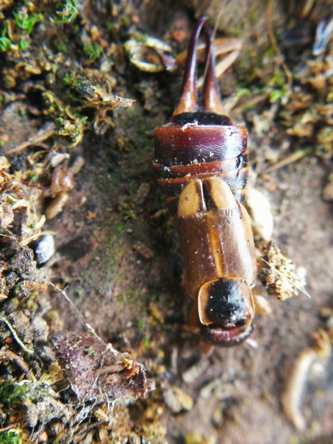 Forficula auricularia - közönséges fülbemászó