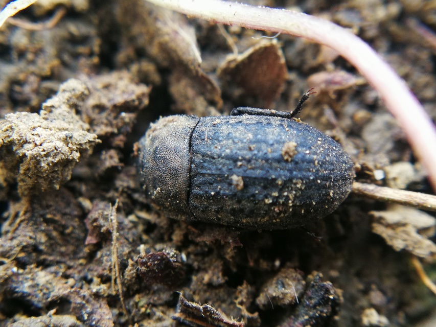 Opatrum sabulosum - sároshátú gyászbogár