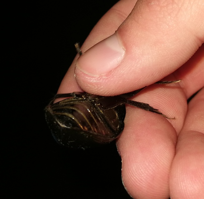 Hydrophilus aterrimus - fekete óriáscsibor