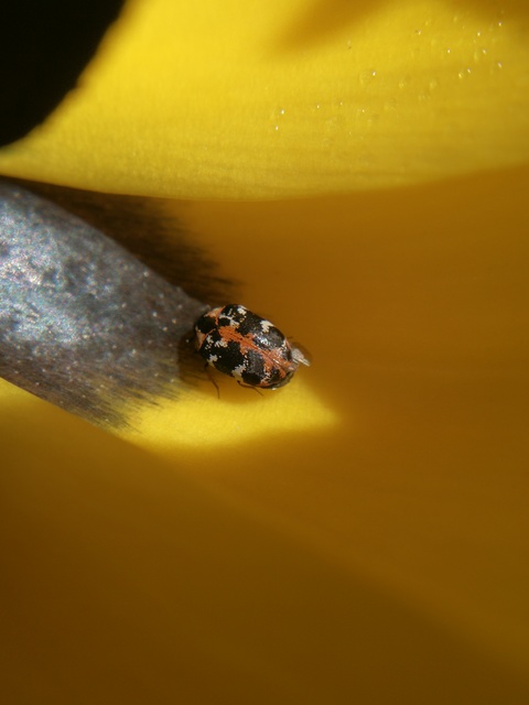 Anthrenus scrophulariae - nagy múzeumbogár