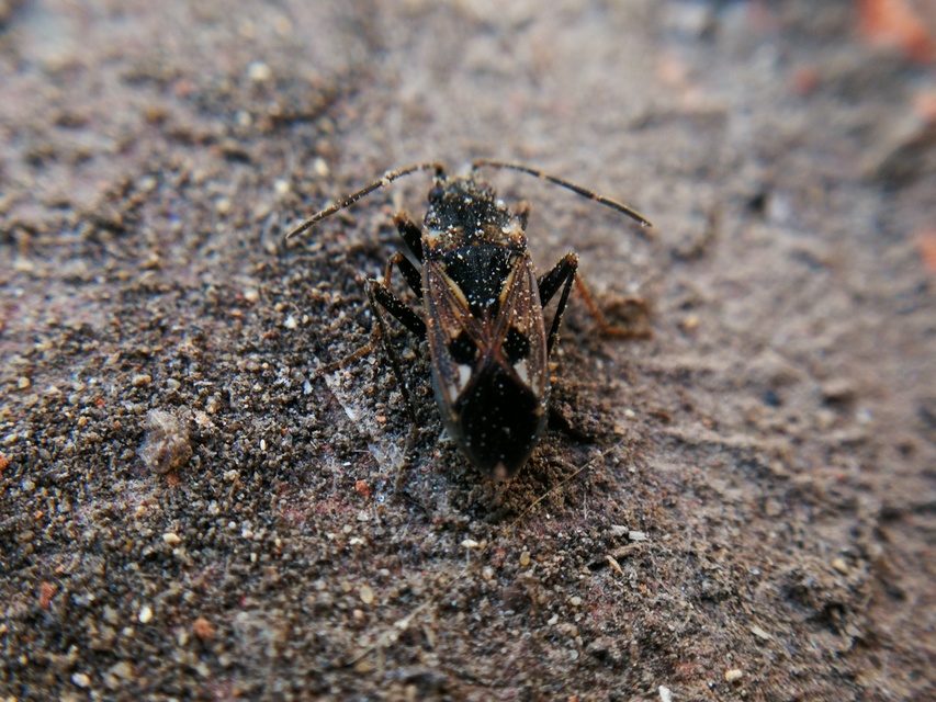 Rhyparochromus vulgaris - közönséges díszesbodobács