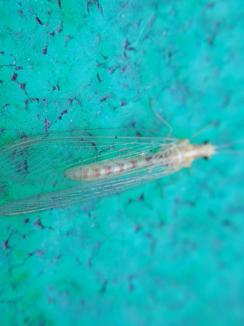 Chrysopidae - zöldfátyolkák