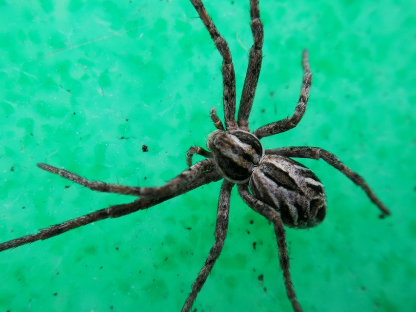 Rhysodromus histrio