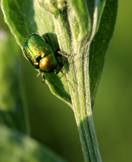Cryptocephalus