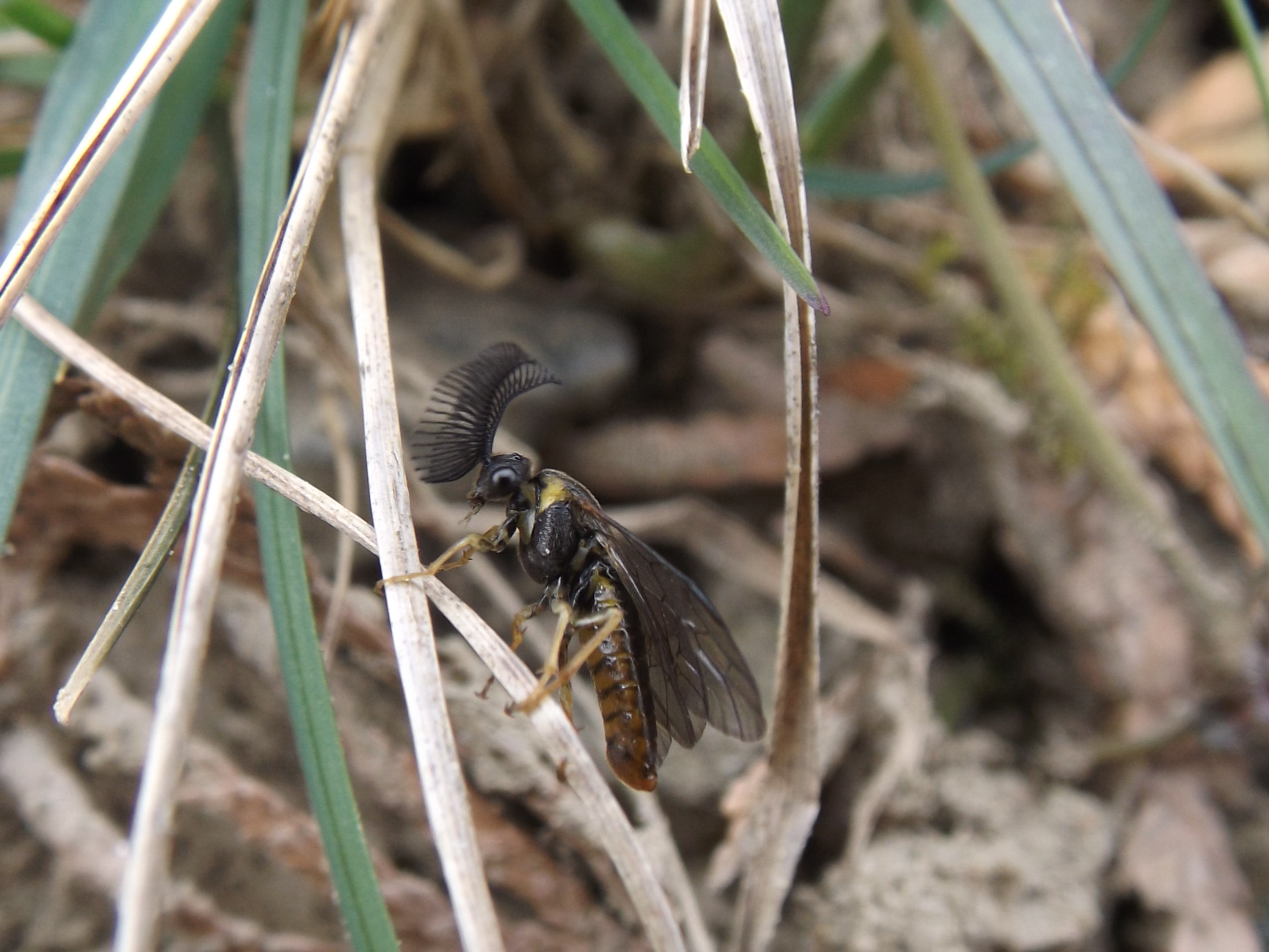 Diprionidae - fésűs fenyődarazsak