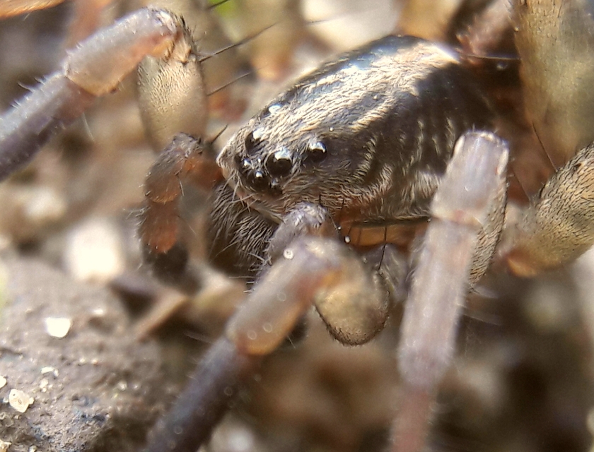 Trochosa spinipalpis