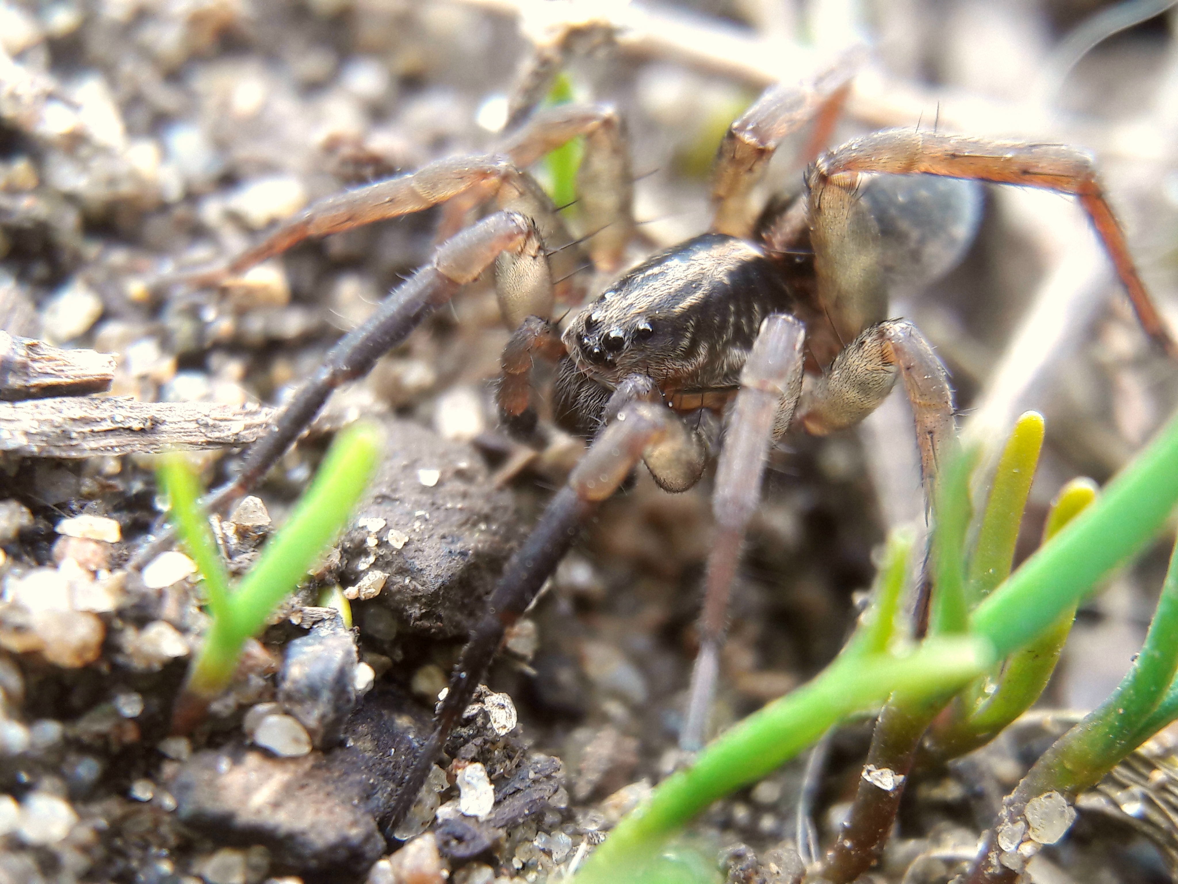 Trochosa spinipalpis