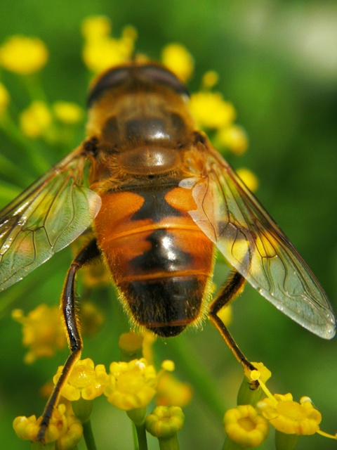 Eristalis tenax - közönséges herelégy